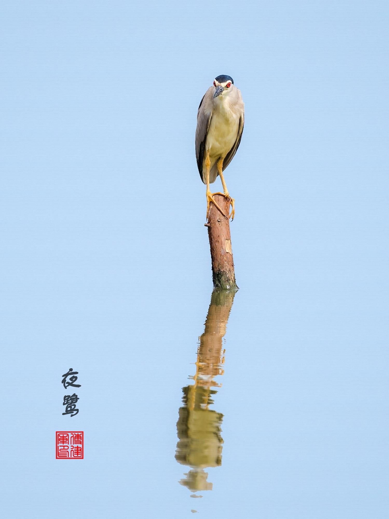 那不是夜鹭是一只胖鸽子英语那不是夜鹭，而是一只胖鸽子的英语故事