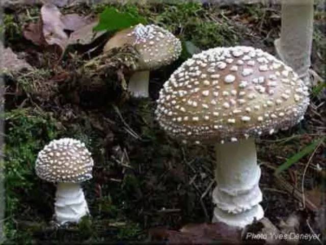 在国外误食毒蘑菇会怎么样国外旅行遭遇毒蘑菇危机，生死边缘的惊险之旅